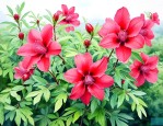 洛神花生长在什么地方