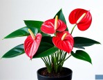 红掌植物怎么养殖方法