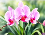 兰花开花期间如何养护
