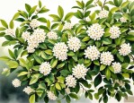2025年九里香开花结果吗
