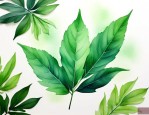 什么植物的叶子不是绿色的
