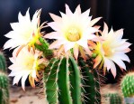 仙人球开花是昙花一现吗