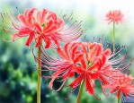 彼岸花种几年才会开花