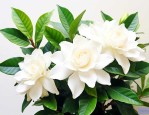 栀子花冬季的养殖方法