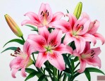 百合花茹志鹃作文素材
