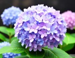 绣球花怎么种才会开花