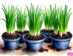 韭菜盆栽种植方法如下