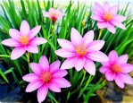 再力花生长在什么地方