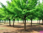 江苏榉树20公分价格