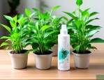 驱蚊水培植物哪种最好