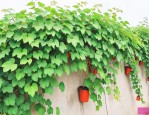 爬山虎的种植适易省份