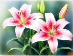 百合花是什么植物类型