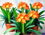 君子兰种多久才会开花