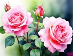 月季花开花季节是什么时候