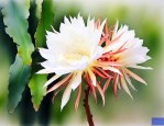 昙花的管理和养殖方法