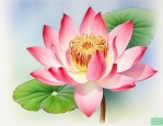 百子莲花语及象征意义