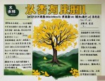 2025年银杏片多少钱一盒