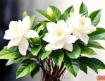 栀子花根黑了怎样救活
