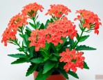 凤尾长寿花夏天怎么养