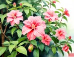 木本灯笼花的养殖方法
