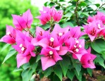 三角梅开花后怎么养护
