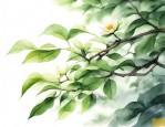 乐昌含笑的价格