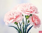 康乃馨白色花语是什么