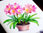 小苍兰怎么种植和养护