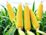 国审双棒高产玉米品种