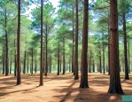 油松苗40到50公分