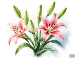 百合花怎么留种