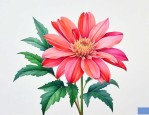 12月14日的生辰花