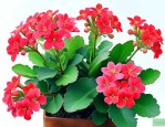 休眠期的长寿花怎么养