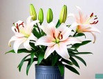 百合花盆栽的养殖方法
