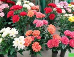 南宁假花批发市场在哪