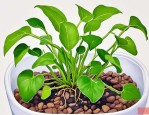 2025年水培植物怎样养根