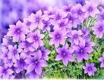 满天星紫色花语是什么