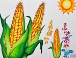 2025年泰枫55玉米种子