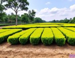 2025年金边黄杨种植基地