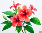 扶桑花的养殖方法繁殖