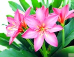 滴水观音开花有灵性么