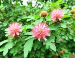 圆叶构树和花叶的区别