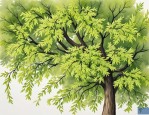 2025年侧柏籽的药用价值