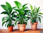 家里大型绿植养什么好