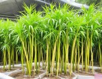 2025年罗汉竹可以水培吗