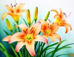 萱草花的作文借物喻人