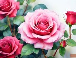 玫瑰花泡水有什么效果