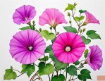 2025年牵牛花哪个季节开