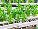 水培植物哪些好养好看