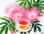 合欢花和什么一起泡茶